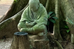 banyan tree