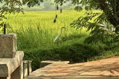 paddy