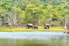 elephants by tank